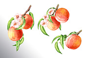 Honey Peaches. Original Watercolor, a Food Illustration by Daria Ustiugova (Thumbnail 13 of 21)