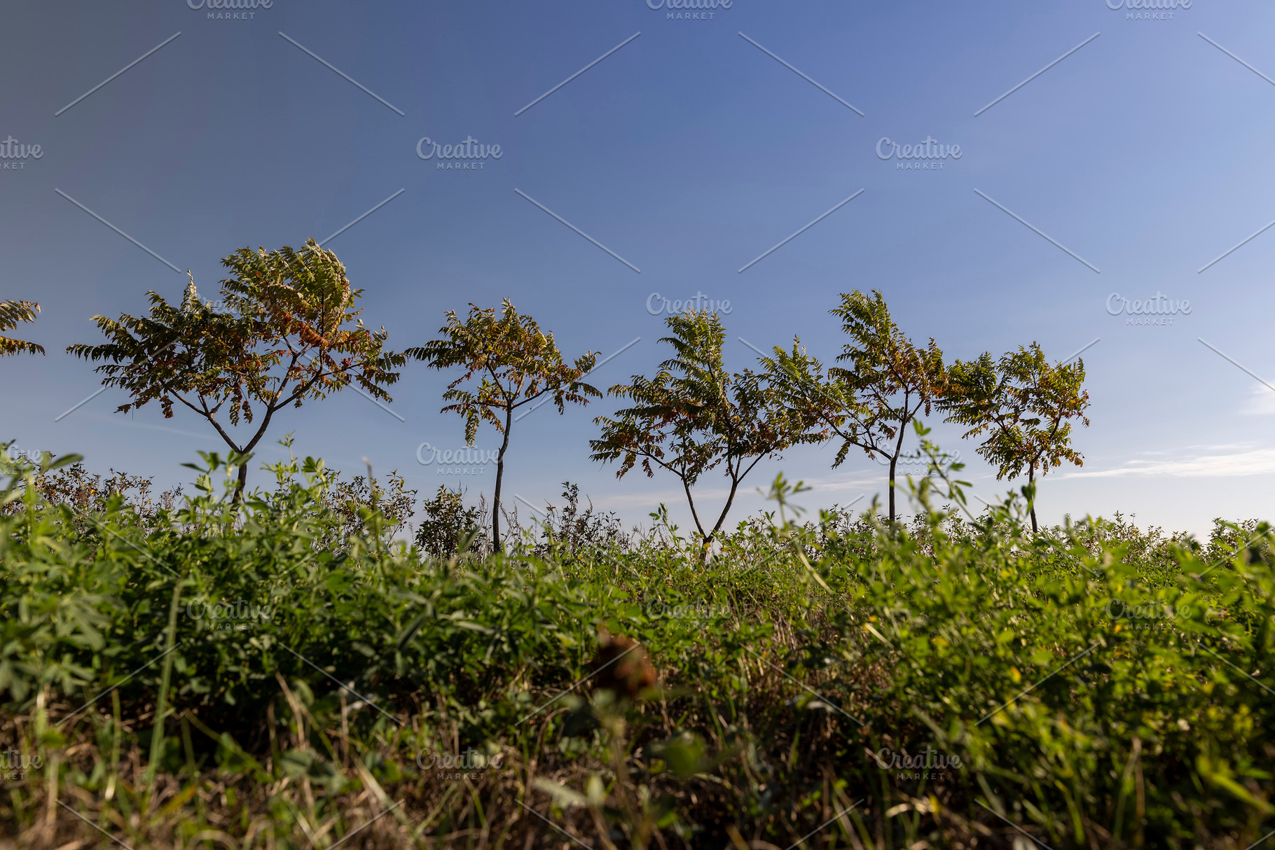a row of sumac trees to fence the field and divide it into sections, side view,, a Photo by rsoollAI