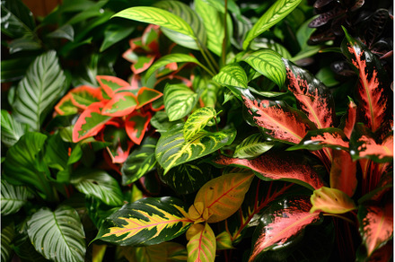 Lush tropical plants creating a, a Nature Photo by Ylivdesign