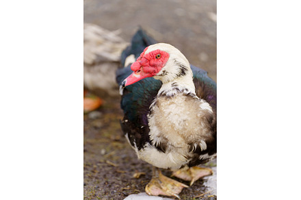 Muscovy duck drinking water from a, a Nature Photo by darksoul72