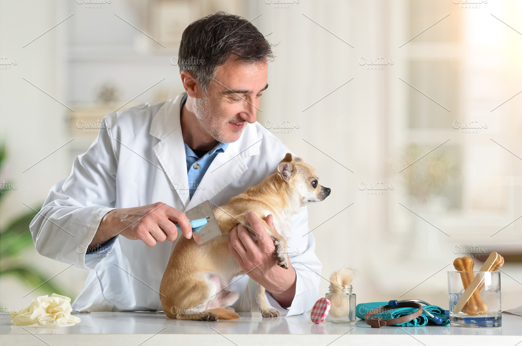 Veterinarian Grooming Small Chihuahua in Clinic, an Animal Photo by Davizro's Market