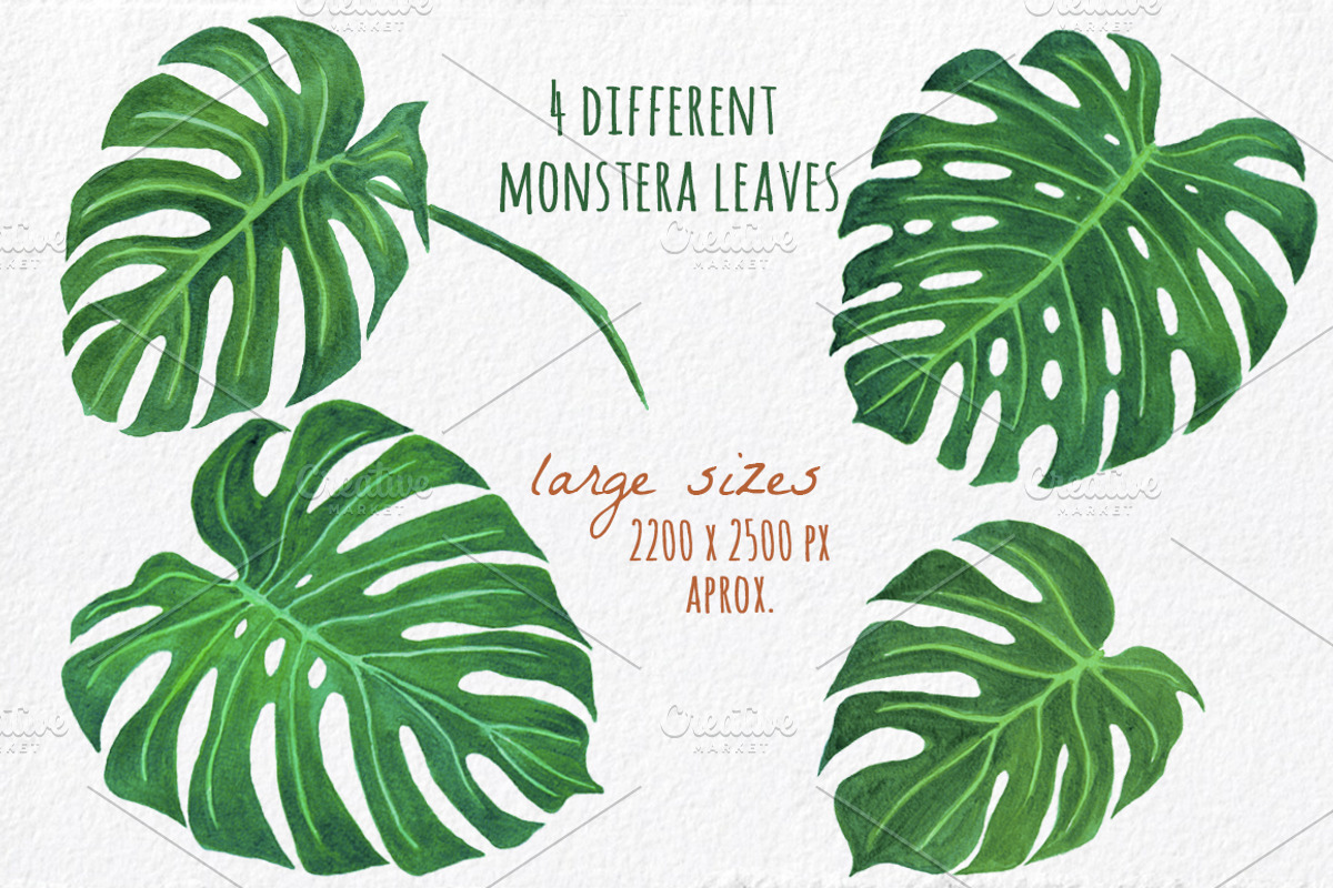 Tropical Clipart - Hand painted, a Decorative Illustration by MaraquelaStudio (Photo 2 of 8)