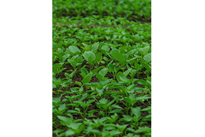 Eggplant seedlings in a greenhouse, a Nature Photo by yanadjana