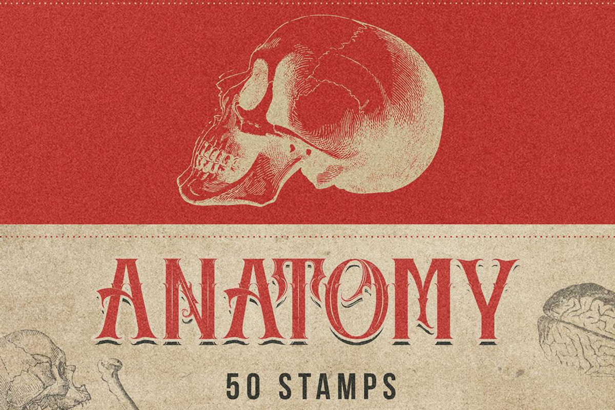 50 Procreate Anatomy Stamps, a Brush Add-On by Endete & Mazak brushes (Photo 1 of 7)