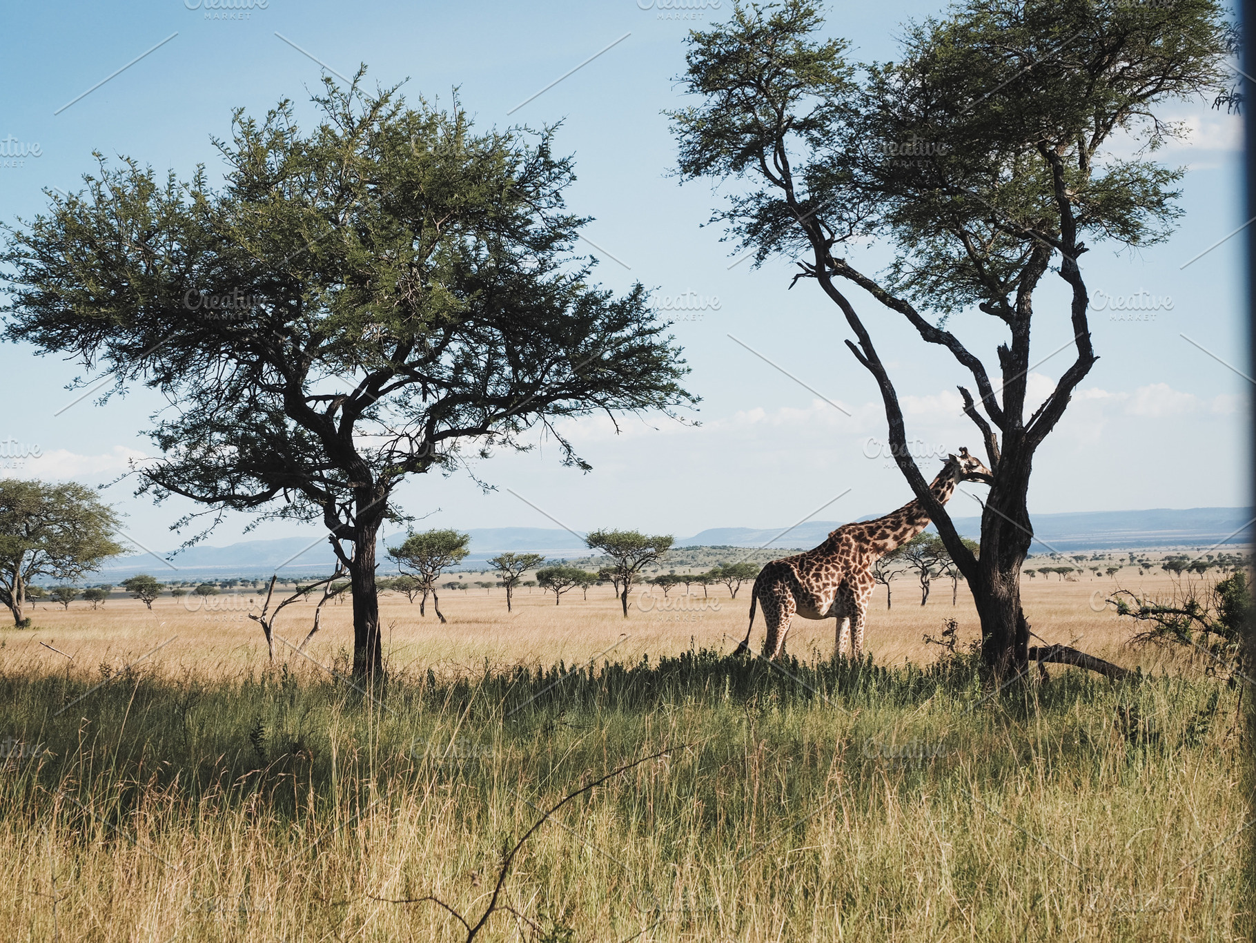 Safari in Tanzania, a Photo by Peonies & Paris