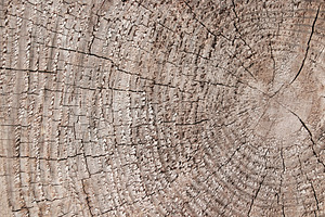 Texture Cut of Tree, a Photo by saiko3p