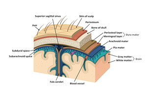 Meninges. Human brain