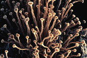 72 Microscopic Fungi Backgrounds, a Background Graphic by h.utomo (Thumbnail 51 of 72)