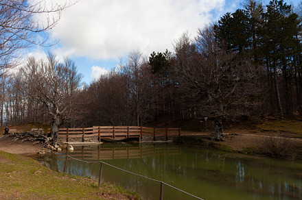 Big tree of the Calamone lake. National park of Appennino Tosco-, a Nature Photo by Bepslabor