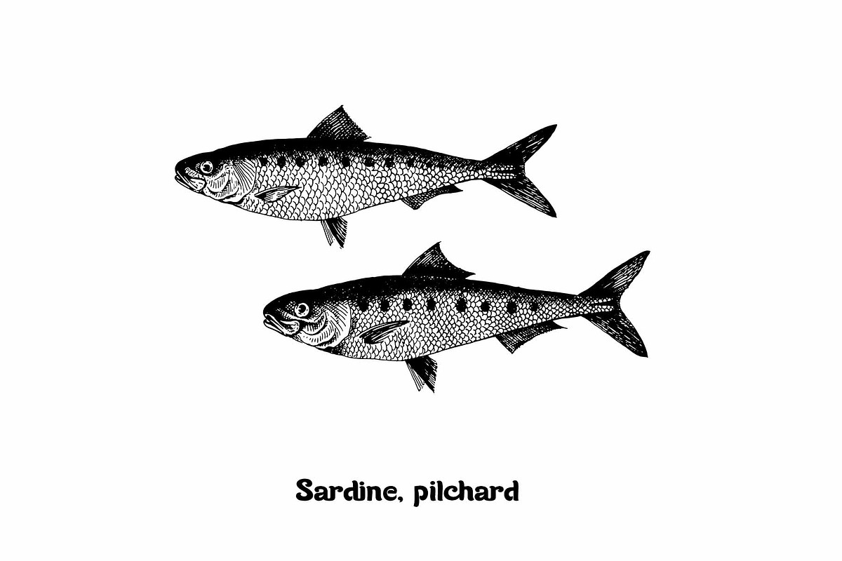 Fish collection, part 1, a Food Illustration by ZotovShop (Photo 11 of 14)