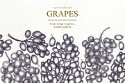 Grape Vector Collection, a Decorative Illustration by Lubov Illustrations Shop (Thumbnail 1 of 5)