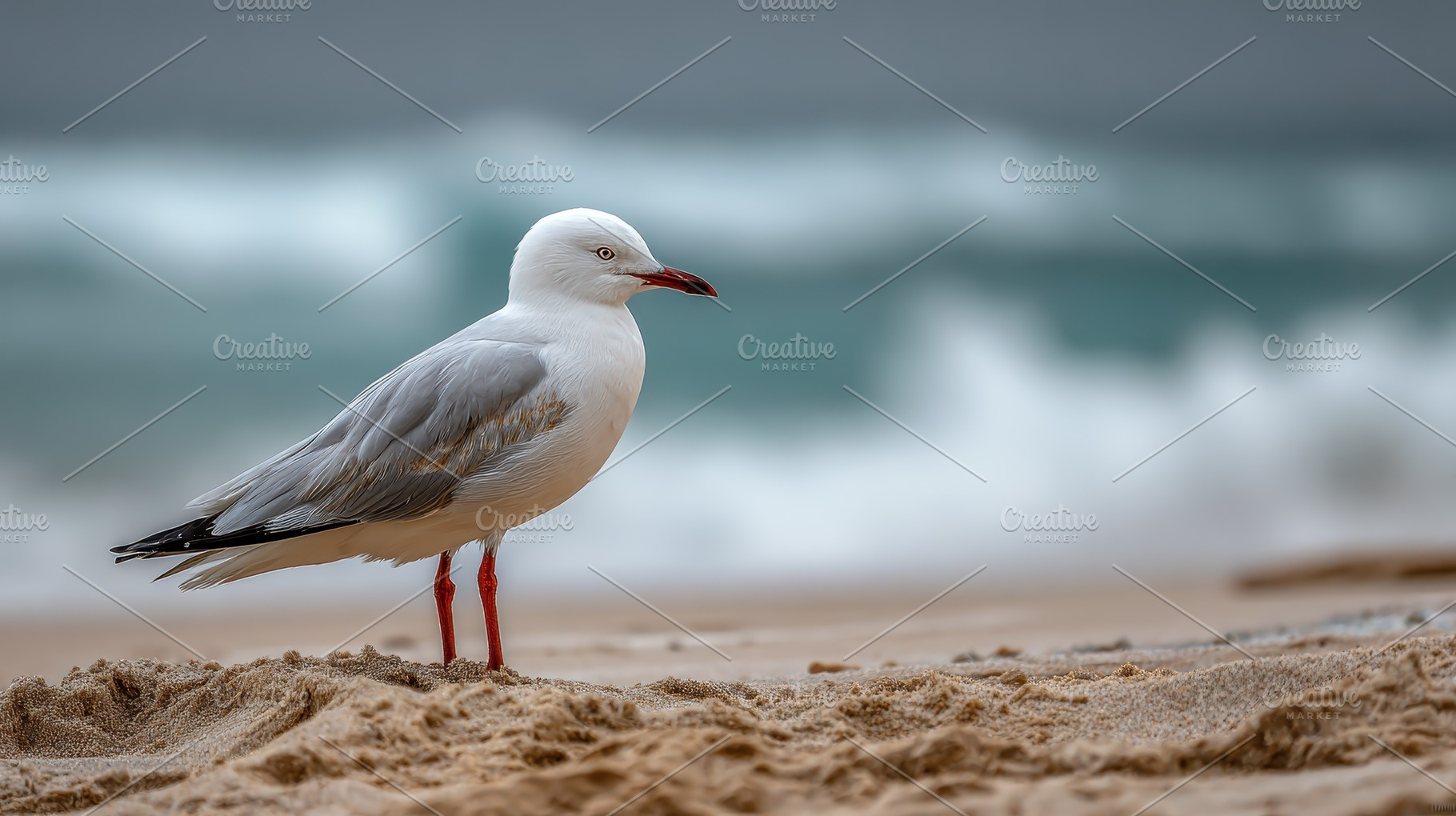 White seagull on sandy beach ocean w, a Photo by Pixeness Studio