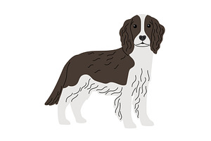 Spaniel breed dog on white, an Animal Illustration by Stock-Smart-Start