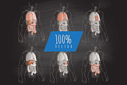 Systems Human Body Anatomy set, a Healthcare Illustration by Alltruecolours (Thumbnail 3 of 5)