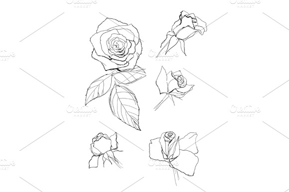 Pen Drawing Roses Collection