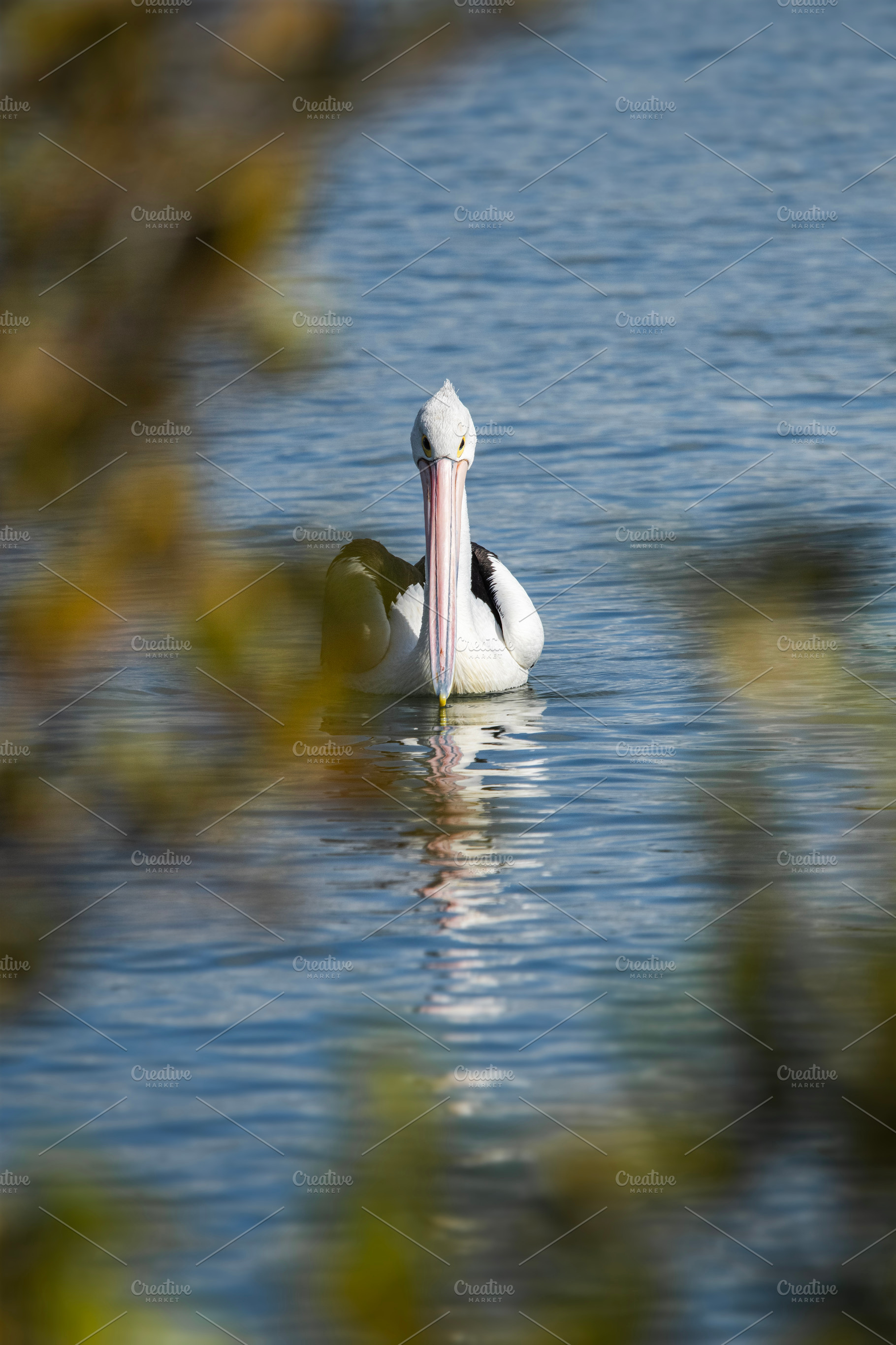 Australian Pelican, an Animal Photo by Rob D Animal Photography