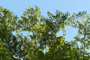 Green leaves with sunlight, a Photo by ArtBackground