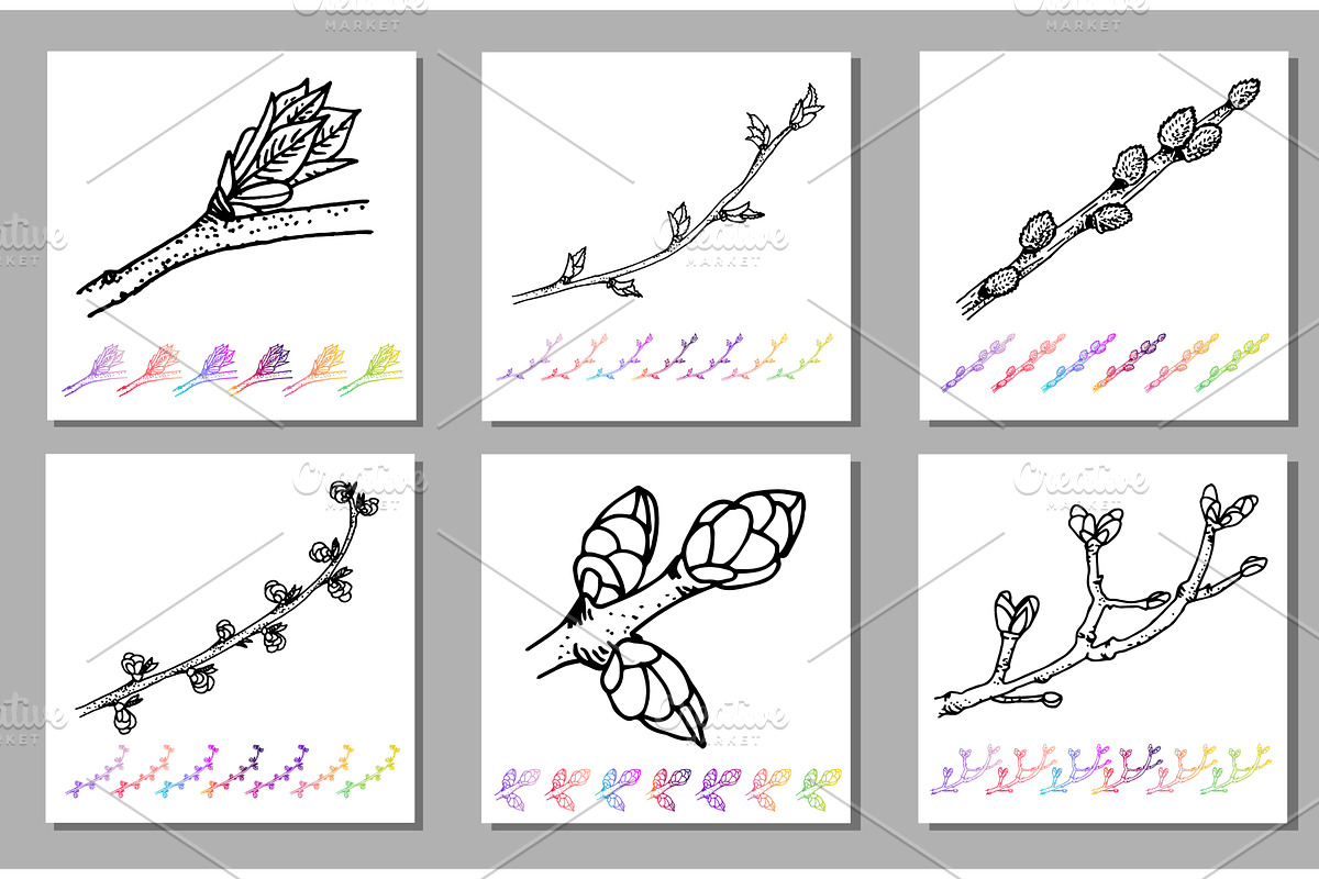 Vector Set of Kidney bud black, an Illustration by Wittmann
