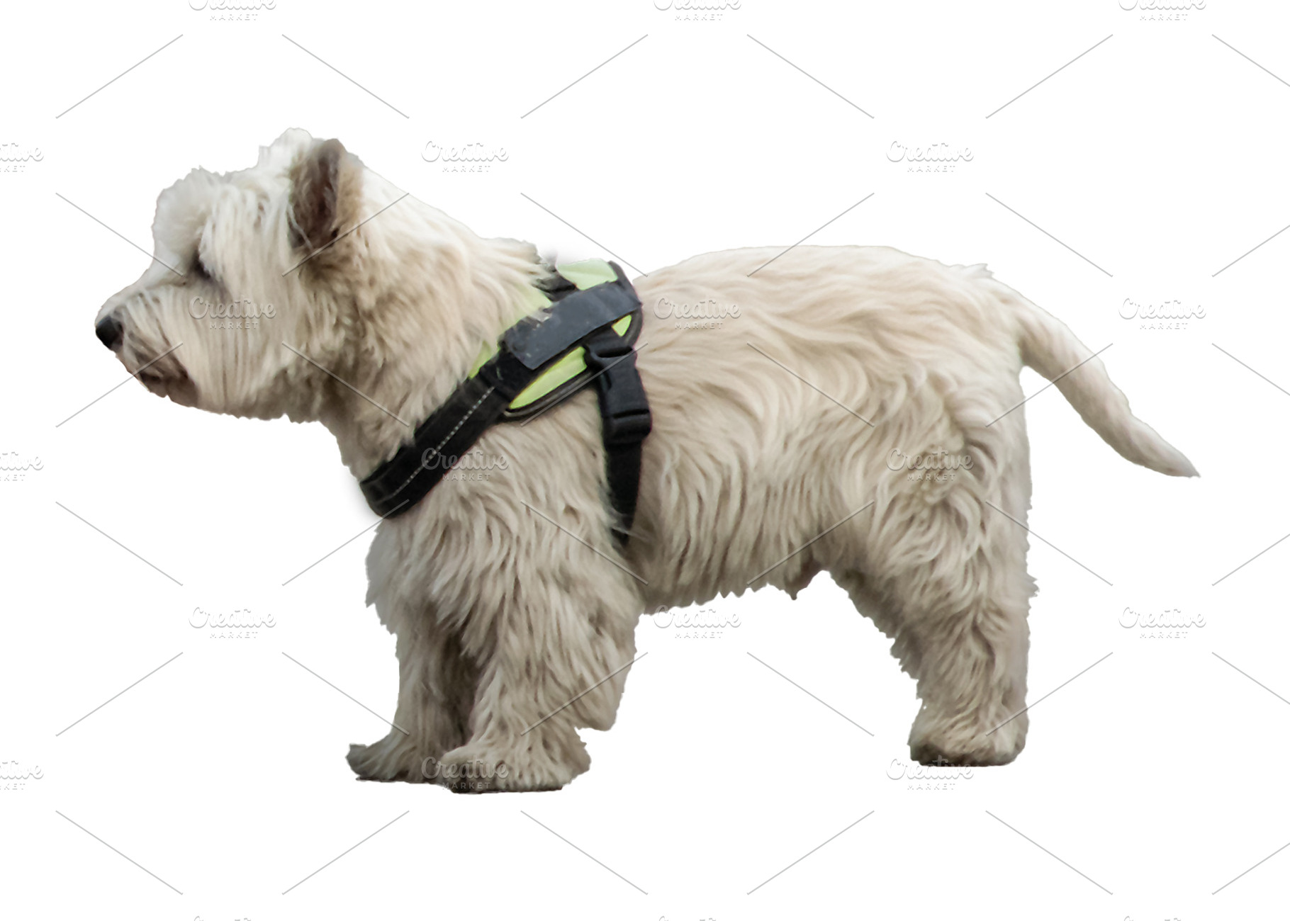 White terrier dog with harness isolated photo, an Animal Photo by DanFLCreativo
