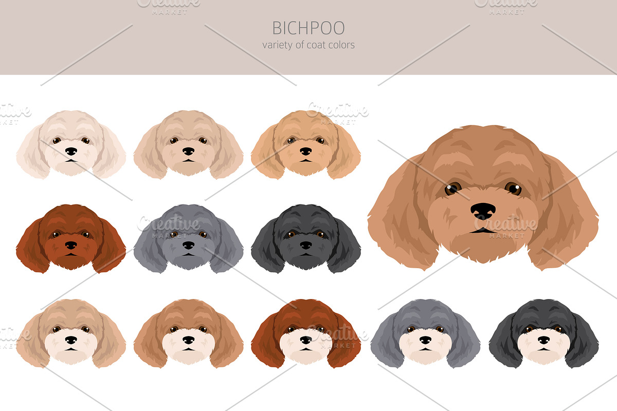 Bichpoo (Bichon Frise Poodle mix), an Animal Illustration by pet design shop (Photo 5 of 6)