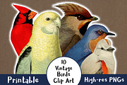 10 Vintage Birds Clip Art, an Animal Illustration by The Digital Download Shop (Thumbnail 1 of 2)