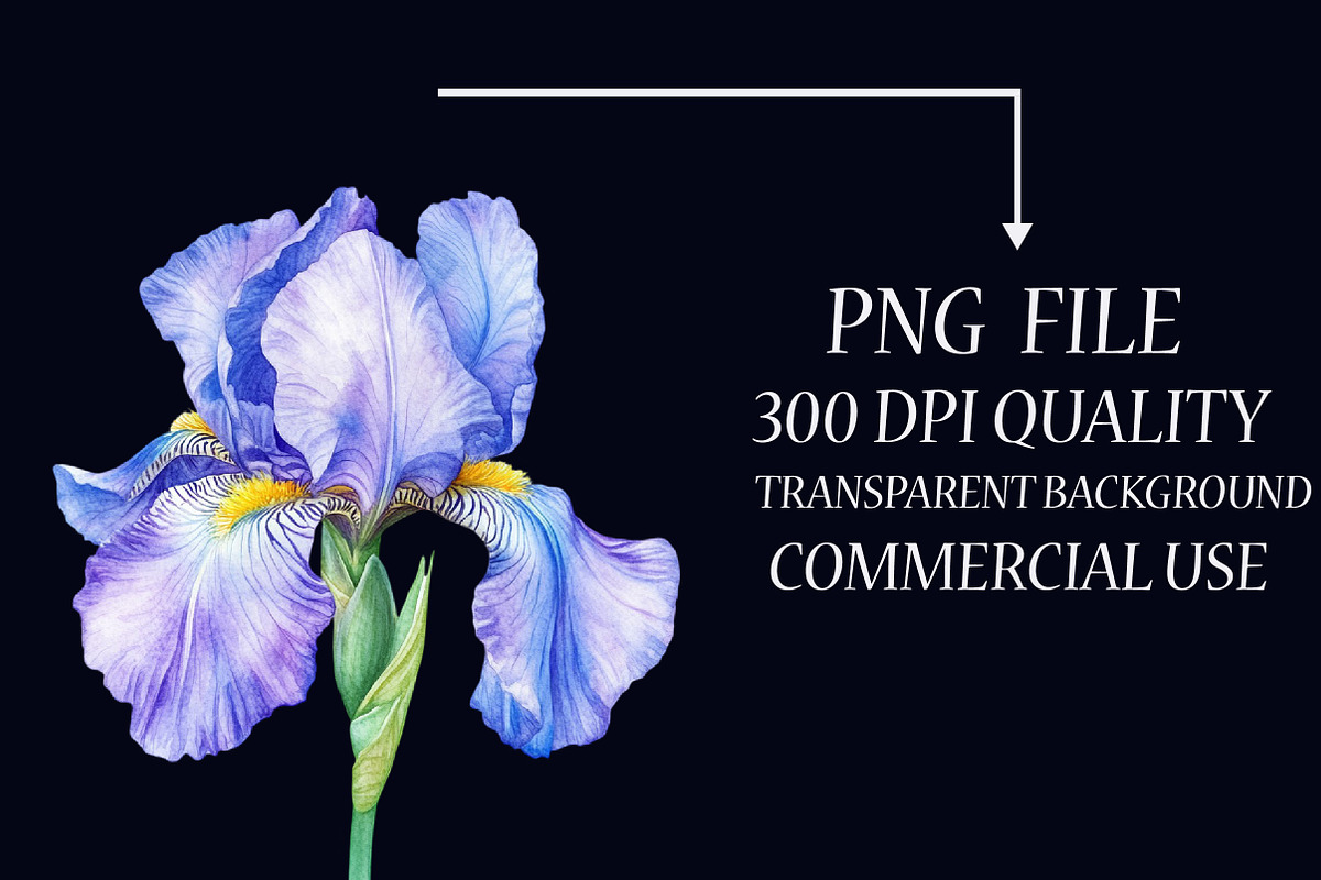 Watercolor Iris Flower Clipart Bundl, an Illustration by Libby Wishes (Photo 4 of 6)