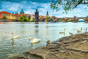 Charles bridge and swans on river, an Architecture Photo by Alpine Dreams