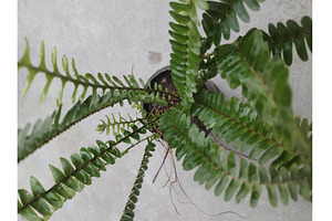sword fern vibrant green foliage, a Nature Photo by LogosDen