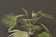 A Fan Palm Bush, a Plants & Tree 3D Model by FuturePastCreatives (Thumbnail 6 of 7)