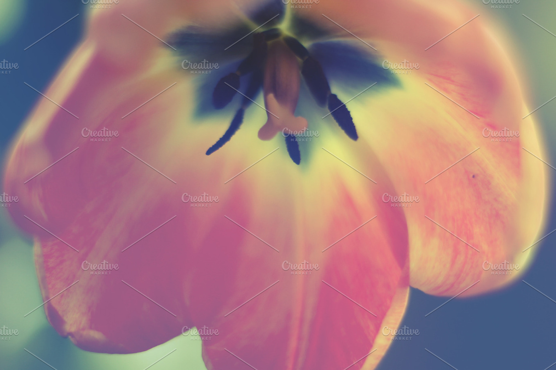 Tulip flower featuring flowers, tulips, and leaf