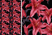 6 JPG+PSD /Flower Pattern, a Pattern Graphic by Theraphosath (Thumbnail 5 of 7)