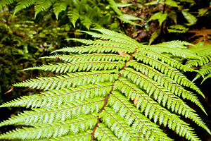 Fern Leaf Detail, a Nature Photo by THP Creative