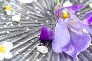 Purple Iris Styled Stock Collection, a Photo by Chalking Up Stock (Thumbnail 9 of 19)