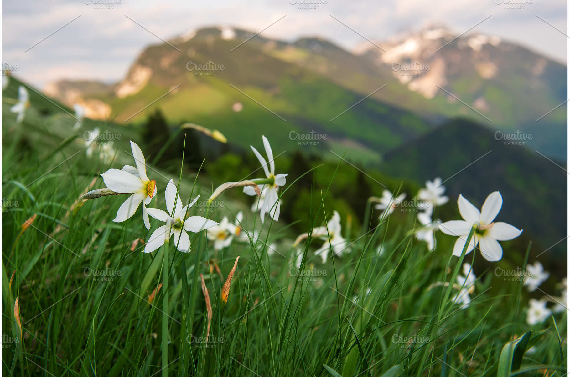 White daffodil narcissus flowers on, a Nature Photo by Nature and travel