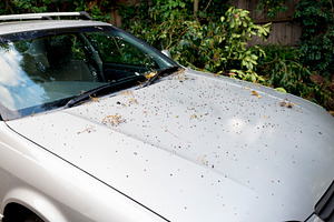 Dirty Car, a Transportation Photo by THP Creative