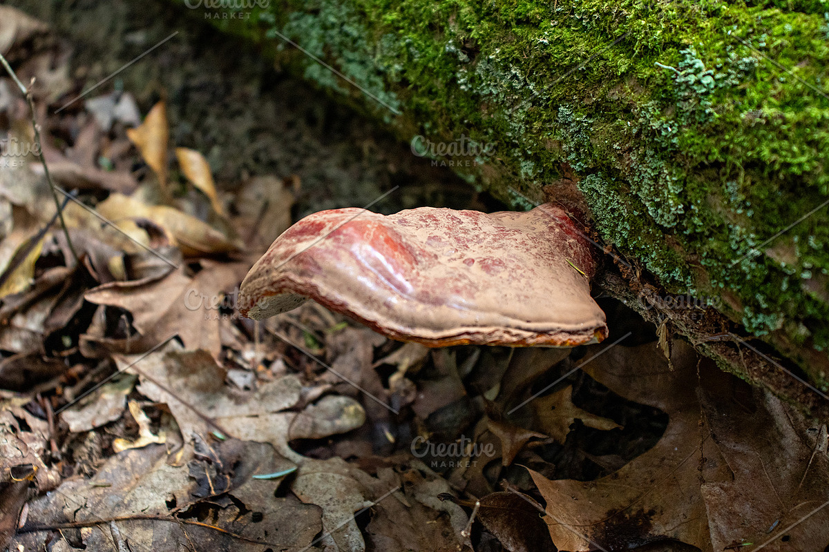 Mushrooms In The Forest Photography, a Nature Photo by Full Circle Design Studio (Photo 13 of 38)