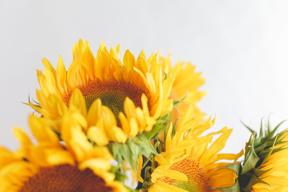Floral - Flowers on White Photo Pack, a Background Graphic by Fox & Bear (Photo 5 of 5)