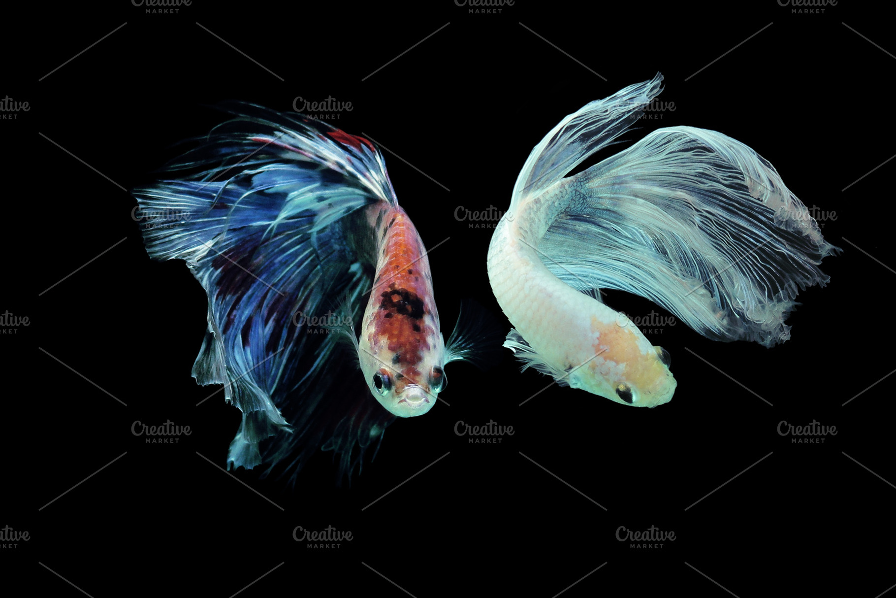 betta fish, betta fish on black back, an Animal Photo by roni kurniawan
