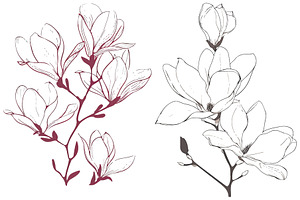 One line magnolia flowers.Beautiful, an Object Illustration by ZinetroN
