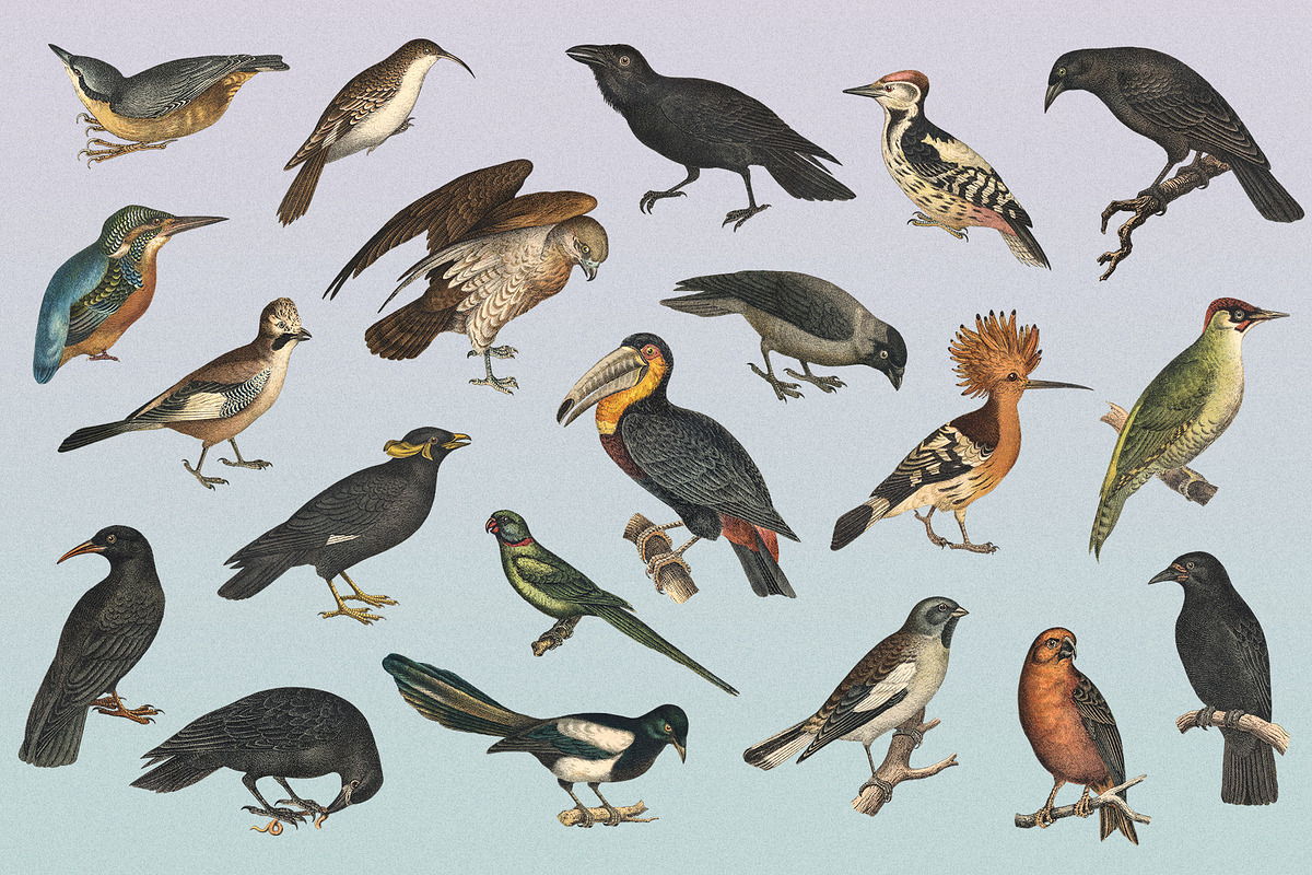 122 Vintage Illustrations of Birds, an Animal Illustration by Graphic Goods (Photo 5 of 14)