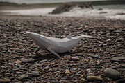 Papercraft Whale Sale, a Templates & Theme by PaperPetShop (Thumbnail 1 of 4)