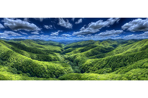 Vast and Lush Green Forest Scene, a Nature Photo by ZinetroN