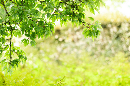 Hanging Spring Green Leaves Frame