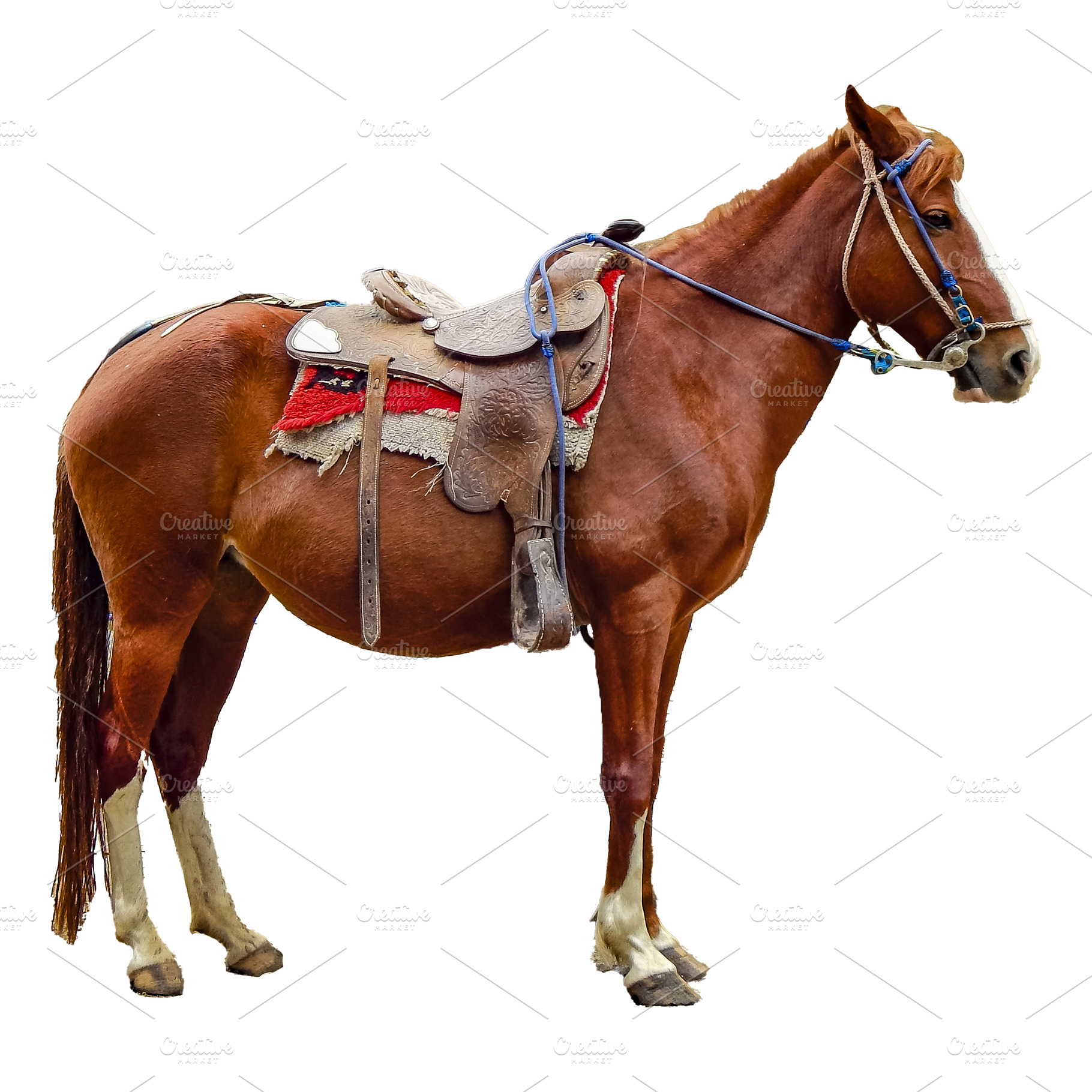 Side view isolated real photo od horse with mount, an Animal Photo by DanFLCreativo