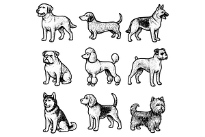 Dog Breeds Illustration, an Object Graphic by RT Studio