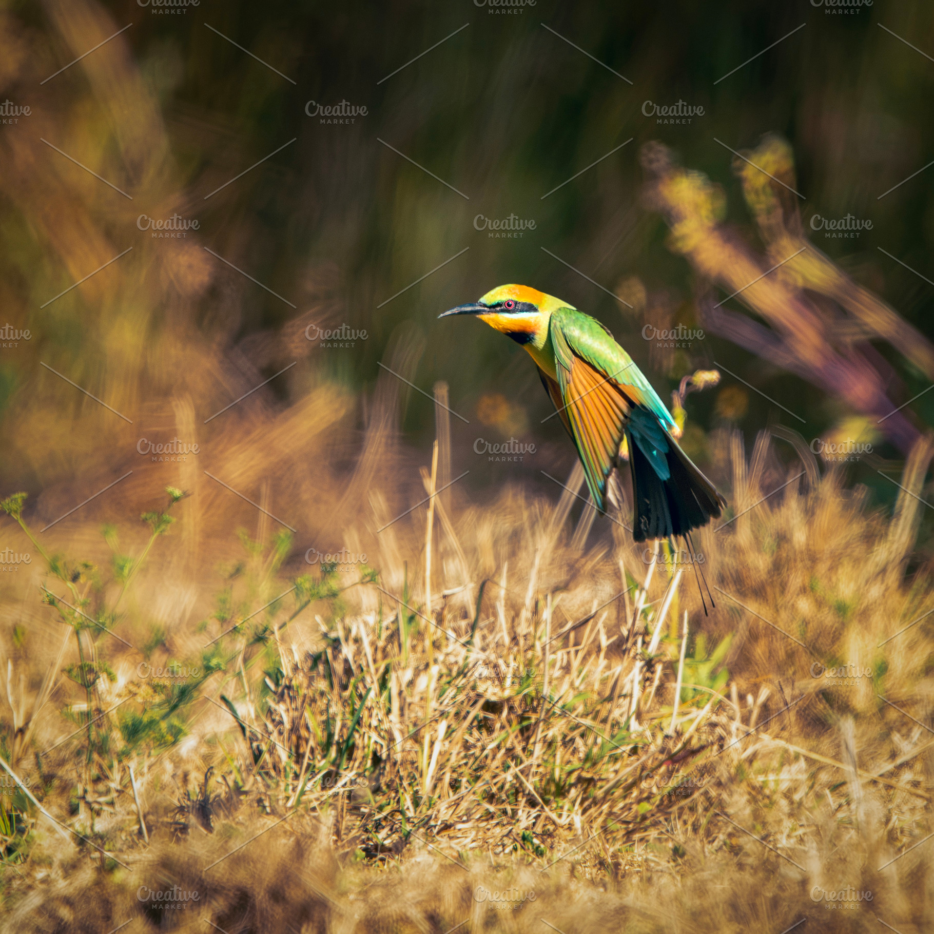 Rainbow Bee-eater, an Animal Photo by Rob D Animal Photography