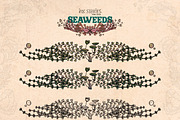 Seaweeds, an Object Illustration by Ink Stories (Thumbnail 16 of 24)
