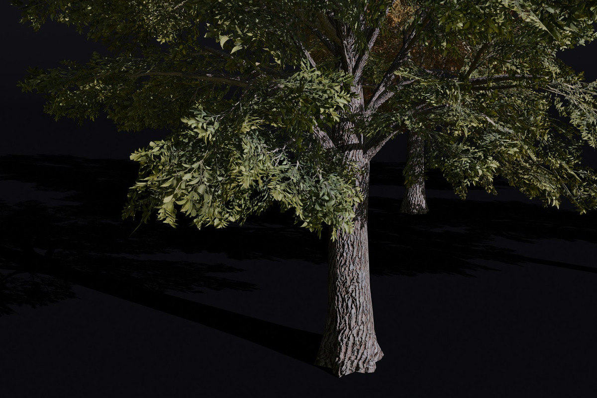 The Siberian Elm Tree, a Plants & Tree 3D Model by FuturePastCreatives (Photo 4 of 8)