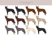 Australian Kelpie clipart, an Illustration by pet design shop (Thumbnail 2 of 6)