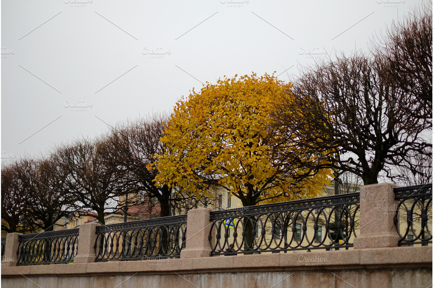 Lonely yellow tree on autumn alley, a Nature Photo by Koldunova